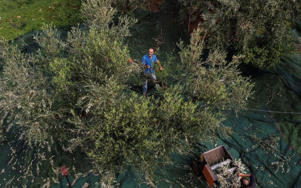 Warming temperatures threaten Greece’s prized olive oil