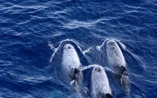 greenpeace-greek-gas-hunt-an-unbearable-threat-to-whales
