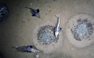 ‘Major discovery’ beneath Antarctic seas: A giant icefish breeding colony