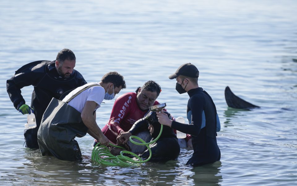 Rescue operation to help stranded young whale