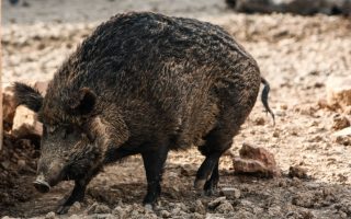 Climate change blamed for explosion in Greece’s wild boar population