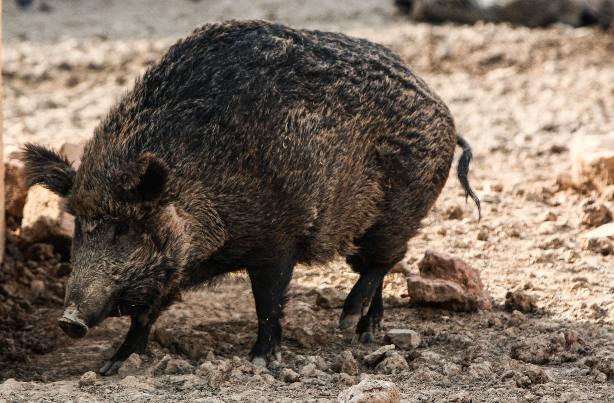 Climate change blamed for explosion in Greece's wild boar population |  