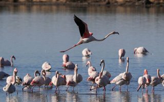 New Albania airport threatens flamingo refuge, conservationists say