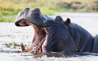 To hippos, a wheeze and a honk mean more than just ‘hello!’