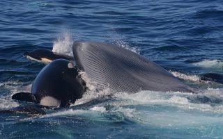 Orcas are able to kill and eat blue whales, scientists confirm
