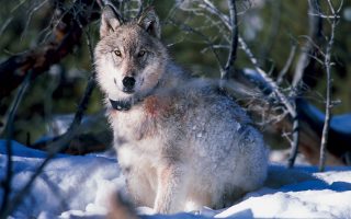 measures-urged-after-wolf-kills-puppy-on-parnitha