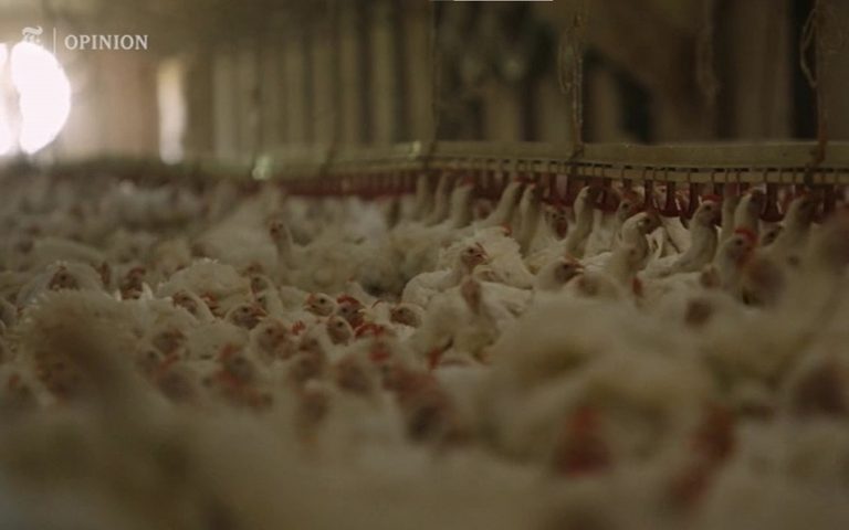 See the true cost of your cheap chicken