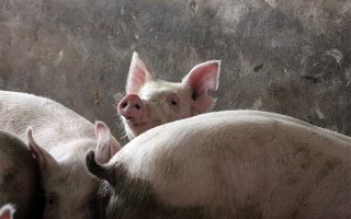 Veterinary authorities on alert to protect Greek pig sector from ASF 