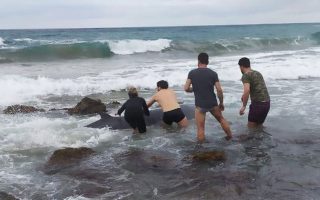 Greece halts seismic surveys off Corfu over whale strandings 