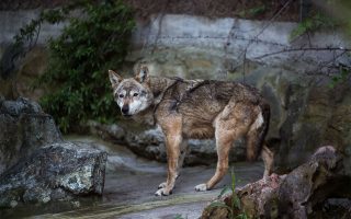 Eco group issues tips as Attica wolf activity rises