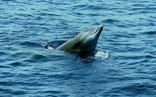 Beaked whale strandings cause for concern on Corfu 