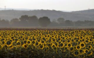Gov’t says it can boost sunflower oil production, if needed