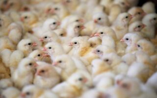 Bulgaria reports new bird flu outbreak at industrial farm