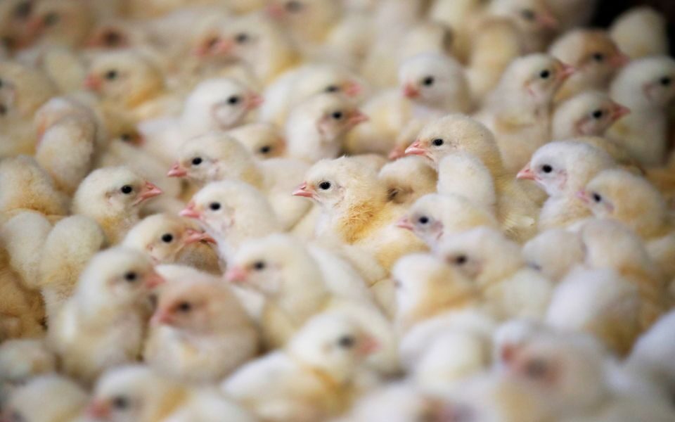 Bulgaria reports new bird flu outbreak at industrial farm