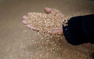 Bulgaria expects good 2022 wheat crop, strong exports