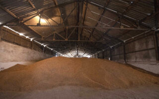 Wheat, corn import racket dismantled 