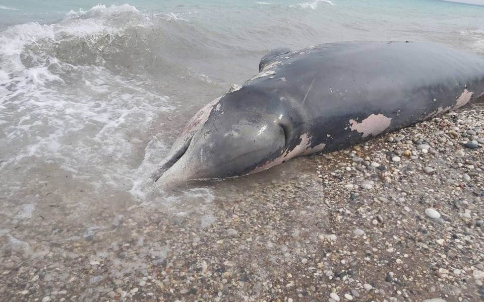 Whale death on Rhodes linked to plastic waste