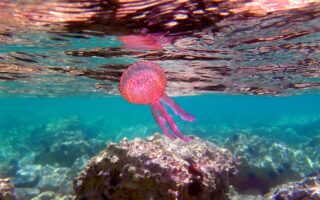 Purple jellyfish numbers in relative decline