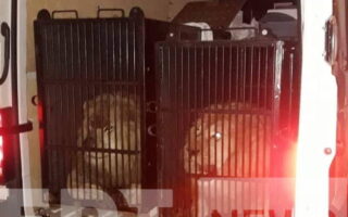 Animal rights group seeks inquiry into big cat shipment to party isle