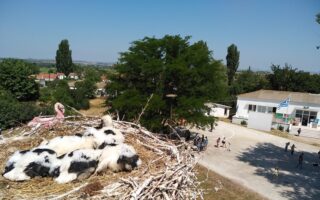 Greece’s ‘European Stork Village’ celebrates return of migratory birds