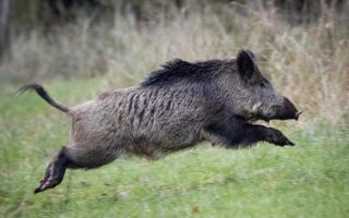 Deadly road accident raises wild boar issue