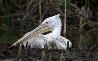 Draft law for Natura sites slammed as invasive