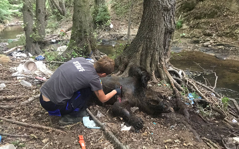Three bears found shot dead in Florina region