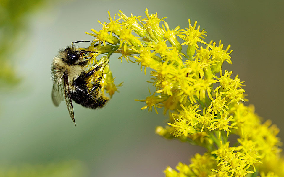 Experts sound alarm over shrinking bee numbers