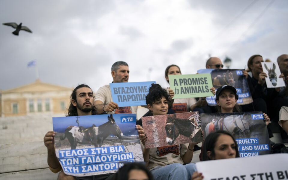Activists protest treatment of Santorini donkeys