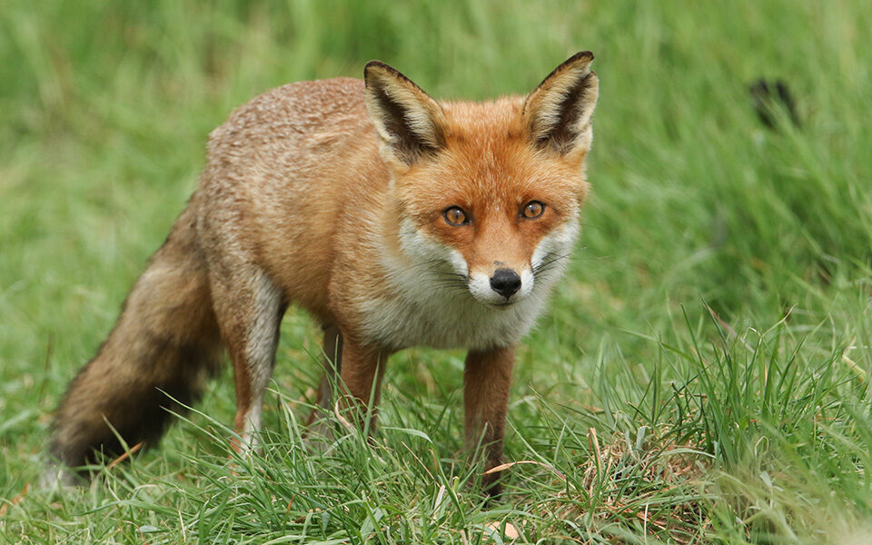 Les vaccinations contre la rage du renard commenceront début octobre