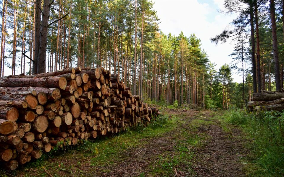 Growing demand for firewood driving illegal logging