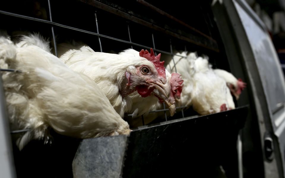 Cyprus takes no chances after cases of bird flu