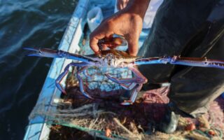 Mediterranean marine heatwaves threaten coastal livelihoods
