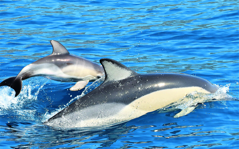 Dolphins ‘dumbing down’ language to adapt to din