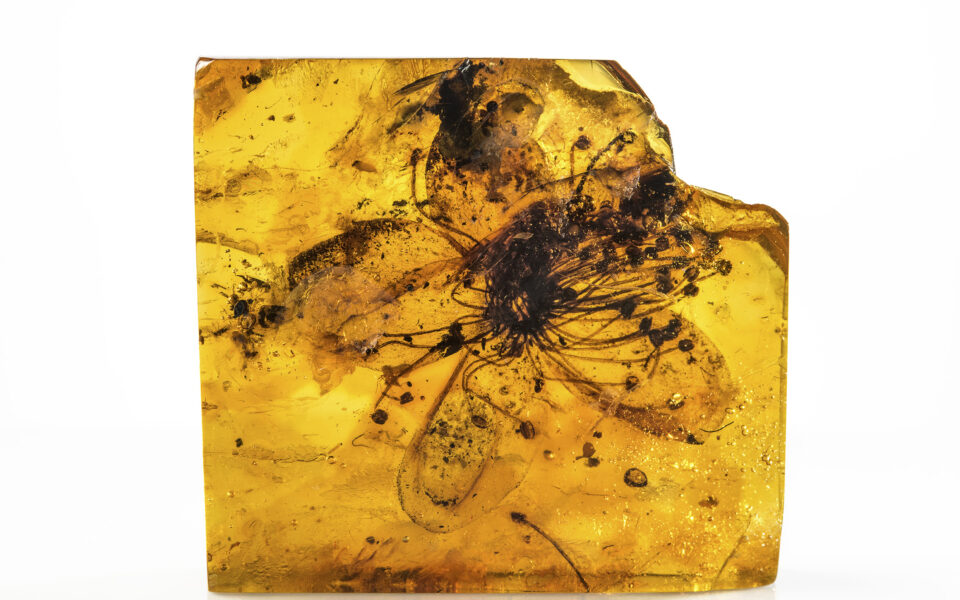 Una flor fósil atrapada en ámbar ha sido identificada por error durante 150 años