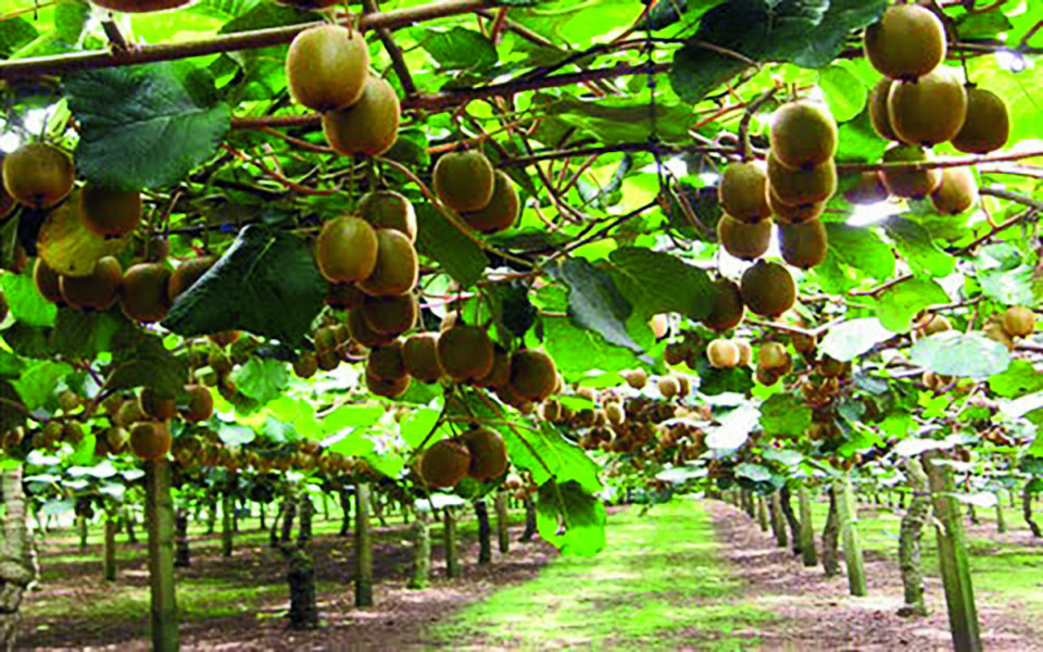 Kiwi emerges as Greece’s unlikely fruit export star