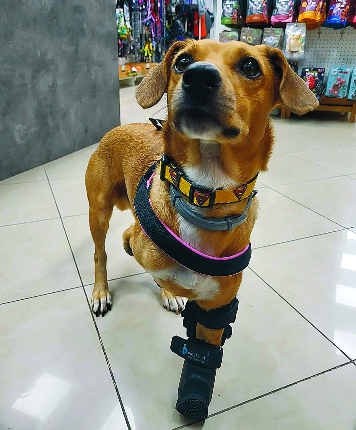 two-startups-help-animals-regain-their-lost-mobility0