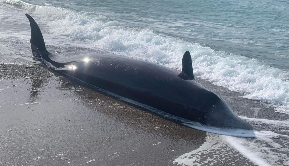 Cyprus probes washed up dead whales, earthquake link possible