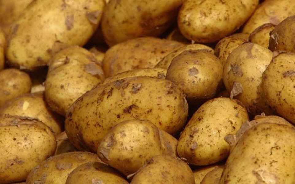 Cyprus to register red potato