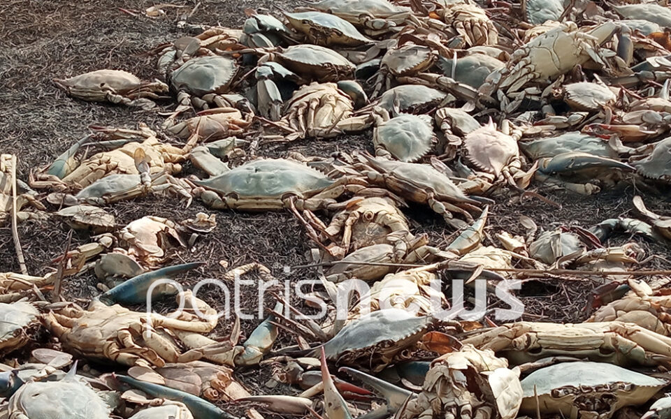 Alarm sounded over dead crabs at protected lagoon