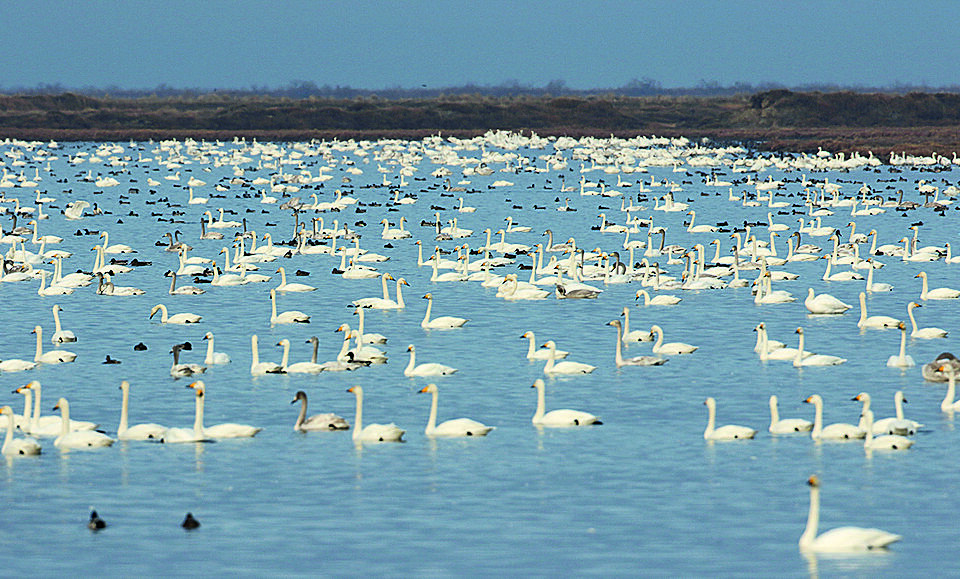 Tundra swans proliferate in Evros