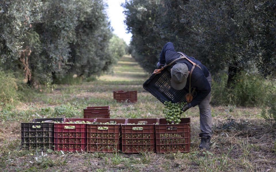 Farmers in Peloponnese appeal for more migrant workers