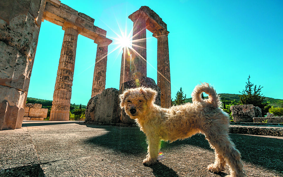 Should pets be allowed inside archaeological sites with their humans?