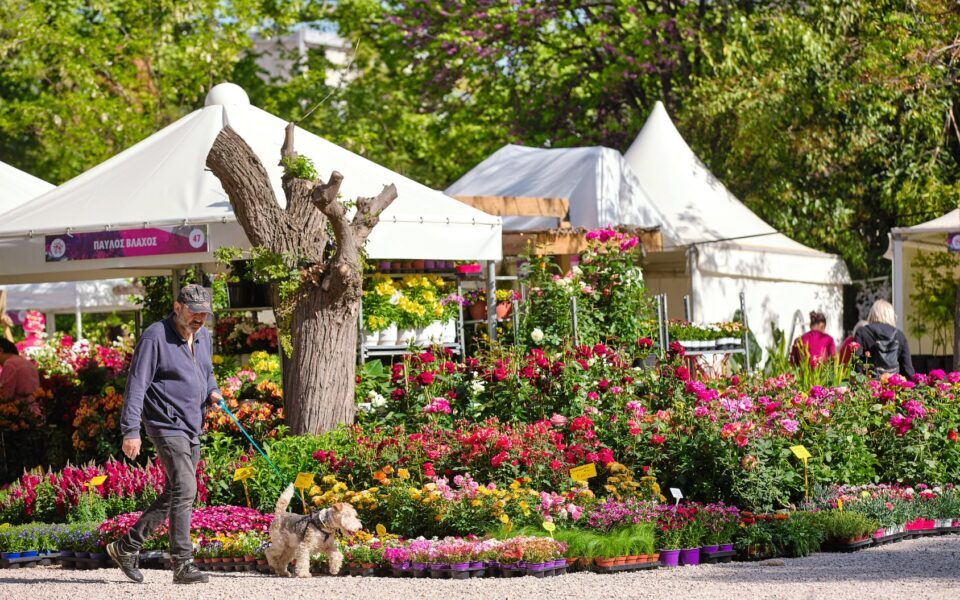 Annual Kifissia flower show opens on Thursday