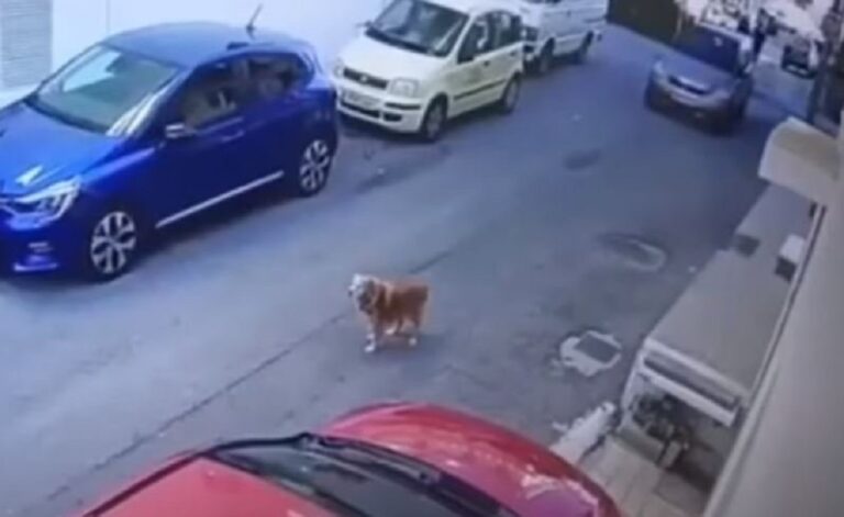 Crete: Motorist accused of running over dog released