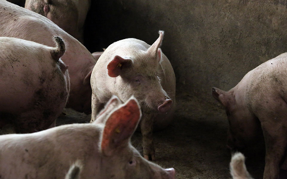 African swine fever detected in Serres