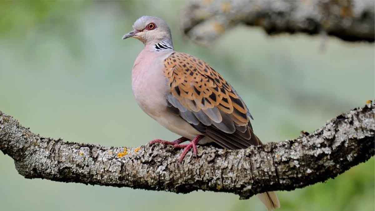 measures-adopted-to-protect-ionian-island-turtle-doves0