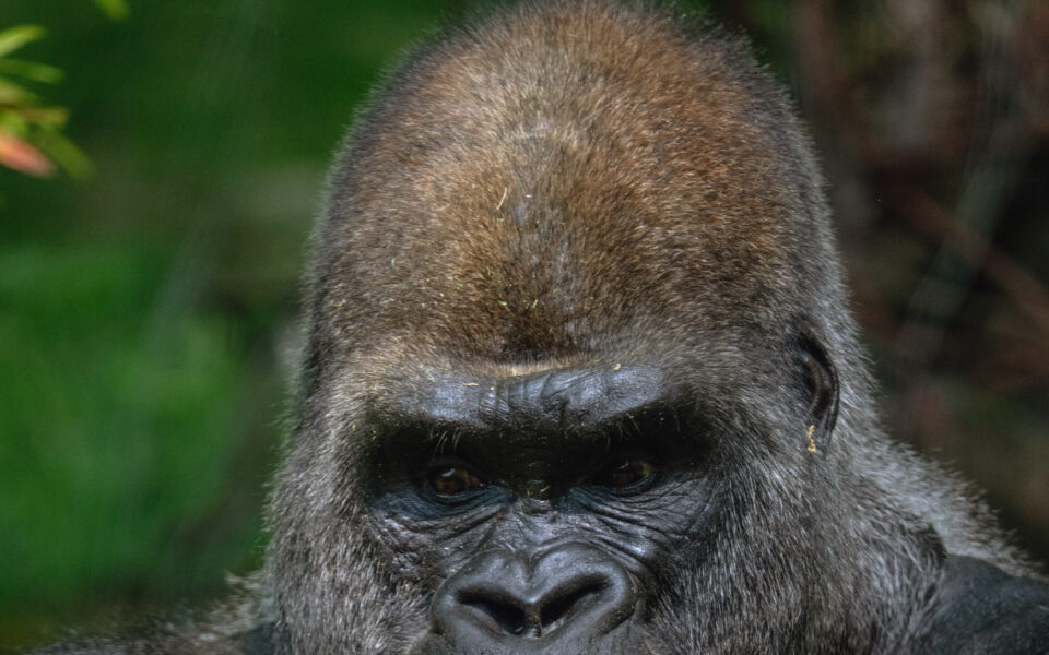 Google’s photo app still can’t find gorillas. And neither can Apple’s