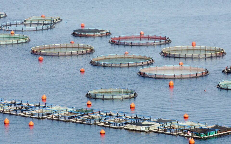 Fishy situation in local aquaculture industry