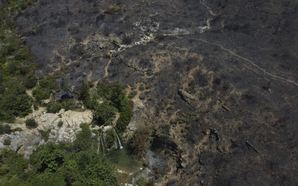 Plan unveiled for regeneration of burned forest areas in Mount Penteli